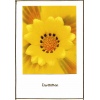 Dazzeling Yellow Chrysanthemum Wedding Invitation